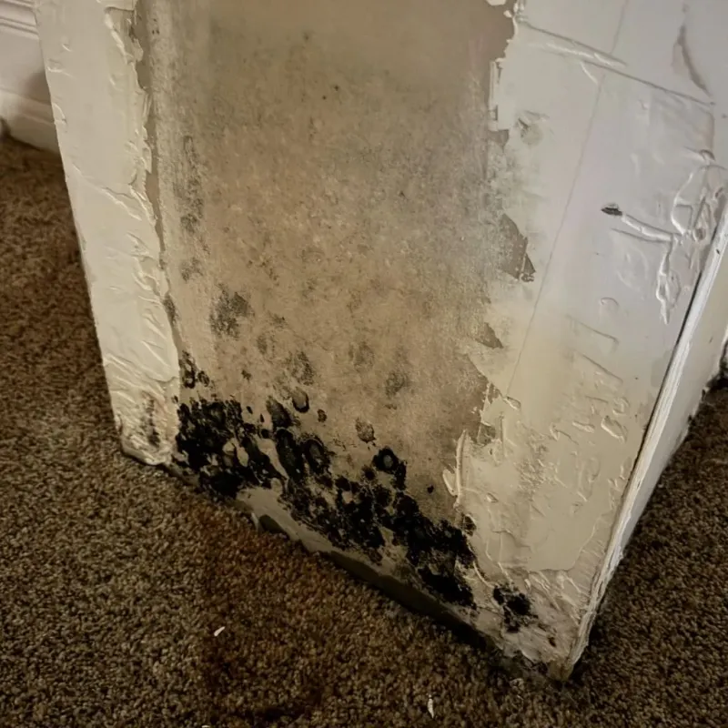 Professional Mold Removal in Newcastle, CA